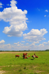 Fototapeta premium Cows on a green summer meadow