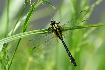 Libellula posata su filo d'erba