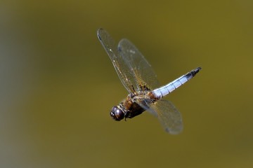 libellula fulva, maschio