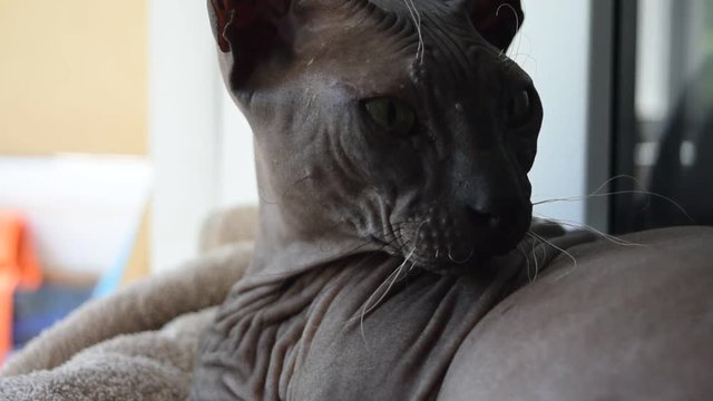 Sphynx cat, bald cat close-up lying on the windowsill