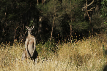 Fototapeta premium Känguru beim Fressen in Australien