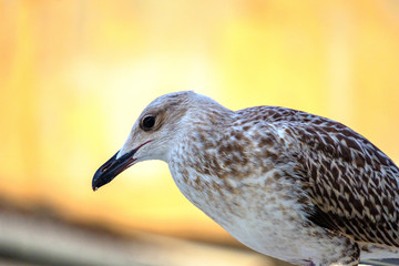 Seagull on the roof of a house in Istanbul