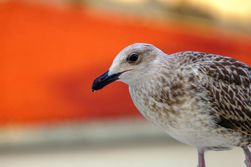 Seagull on the roof of a house in Istanbul