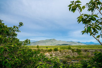Fototapeta na wymiar Montenegro, Green nature landscape of agriculture vineyards in region of city podgorica