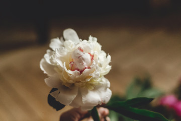 Hand holding beautiful  white peony and pink peonies bouquet in glass jar on rustic wooden floor. Floral decor and arrangement. Gathering flowers. Rural still life, countryside