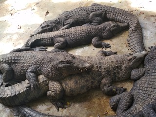 crocodile crocodiles