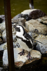 Obraz na płótnie Canvas Penguins on the rock at zoo