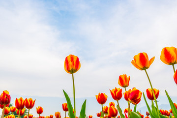 Fototapeta na wymiar Beautiful bouquet of tulips in spring season .
