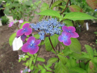 Mountain Hydrangea