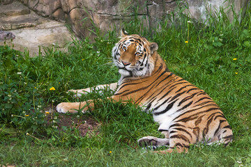 Fototapeta na wymiar Tiger is lying on the green grass. big predatory cat.