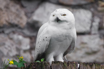 white owl  A polar owl in the summer sits on a stump, a stone background, green foliage.