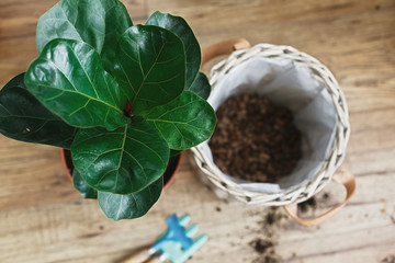 Repotting fiddle leaf fig tree in big modern pot. Ficus lyrata leaves and pot, drainage,garden tools, soil on wooden floor. Process of planting new house tree