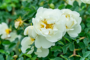 Close-up of a beautiful bush of a wild white rose among greenery