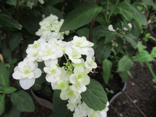 Mountain Hydrangea
