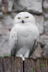A white polar owl in the summer against the backdrop of greenery and stones, a bird delivering mail from a Harry Potter movie, clear eyes and a close look are great.