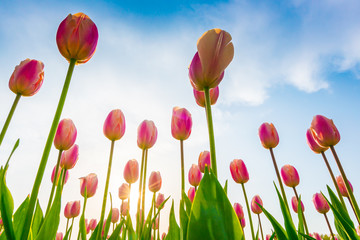Fototapeta premium Beautiful bouquet of tulips in spring season .