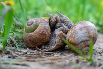 The Roman snail, also called Burgundy snail, edible snail or escargot, European species of a large, edible, air-breathing land snail captured during mating.