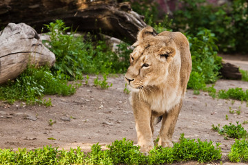 Fototapeta na wymiar A beautiful lioness full face against the backdrop of greenery,