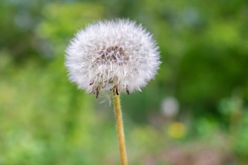 Beautiful white dandelion with seeds on green background close up