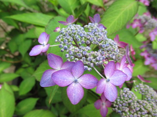 Mountain Hydrangea