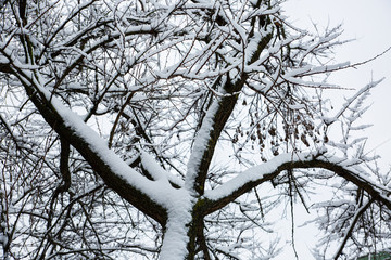 Fototapeta na wymiar Tree in the snow. Bark in the ice. Cold winter frosty concept.