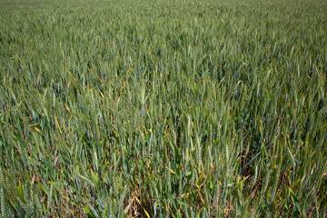 green wheat field