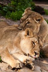 Rest friendly lionesses.Two lioness girlfriends are big cats on a background of greenery.