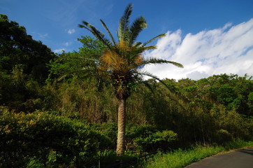 椰子の木と森