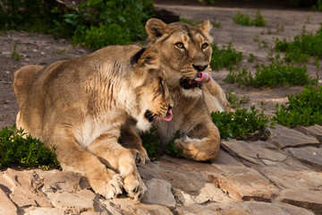 hungry lionesses greedily lick red tongues. Two lioness girlfriends are big cats on a background of greenery.