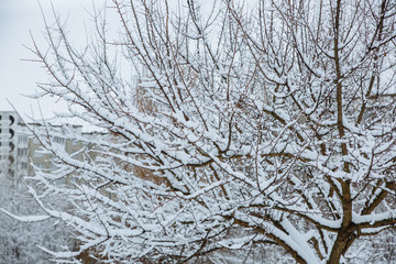 Trees in snow in the park. Winter nature background. Branches in ice.