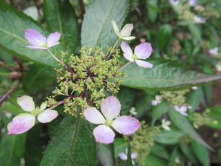 Mountain Hydrangea