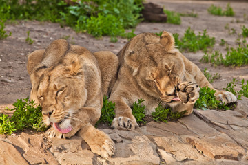 neat lionesses lick six, wash in red tongues. Two lioness girlfriends are big cats on a background of greenery.