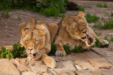 neat lionesses lick six, wash in red tongues. Two lioness girlfriends are big cats on a background of greenery.