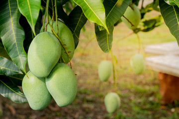 Closeup of green mango hanging,mango field,mango home. Agricultural industry concept.