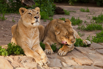 Two slender lionesses on vacation., The cat licks, the cat looks. Two lioness girlfriends are big cats on a background of greenery.