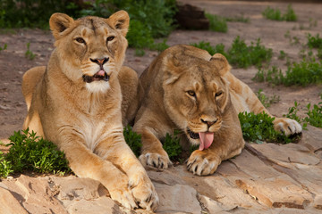 Two slender lionesses on vacation., The cat licks, the cat looks. Two lioness girlfriends are big cats on a background of greenery.