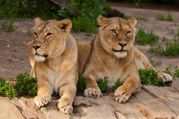 Two slender identical lionesses of the female lie on rest and look merrily. Two lioness girlfriends are big cats on a background of greenery.