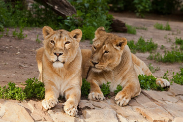 Obraz na płótnie Canvas Two slender identical lionesses of the female lie on rest and look merrily. Two lioness girlfriends are big cats on a background of greenery.