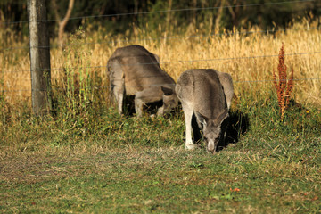 Känguru beim Fressen in Australien