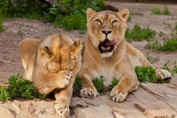 One lioness washes, the other eagerly looks at the opening of the mouth. Two lioness girlfriends...