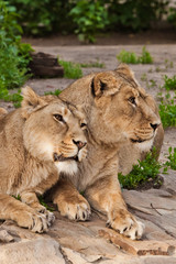 Fototapeta na wymiar Two lioness girlfriends are big cats on a background of greenery.
