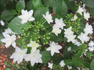 Mountain Hydrangea