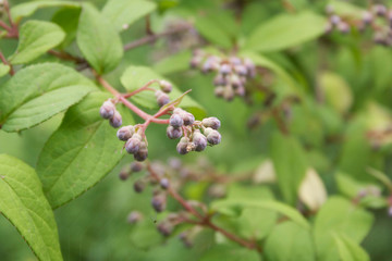 Pink blossoms of Deutzia Tourbillon Rouge. Deutzia bush in bloom in the garden 
