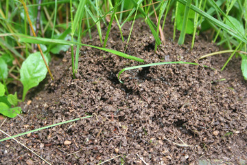 Ant hill in the garden