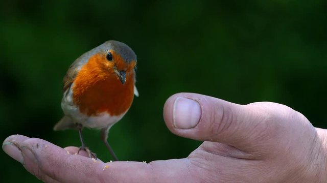 A Robin flies onto a caucasian coloured hand and begins to eat the food on offer. Forest background.