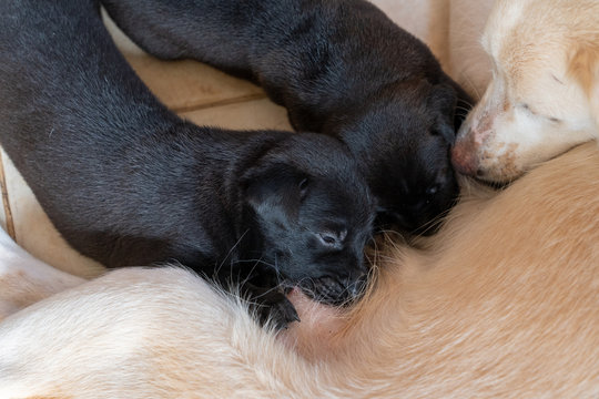 How Long Should Puppies Be Breastfed
