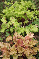 Heuchera plants in the garden. Various plants of Heuchera 