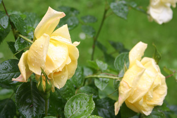 Yellow rose flowers on bush covered by rain drops in springtime. Rose bush in the garden