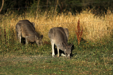 Känguru beim Fressen in Australien