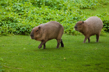 Two capybaras go on a green meadow. giant south american rodents